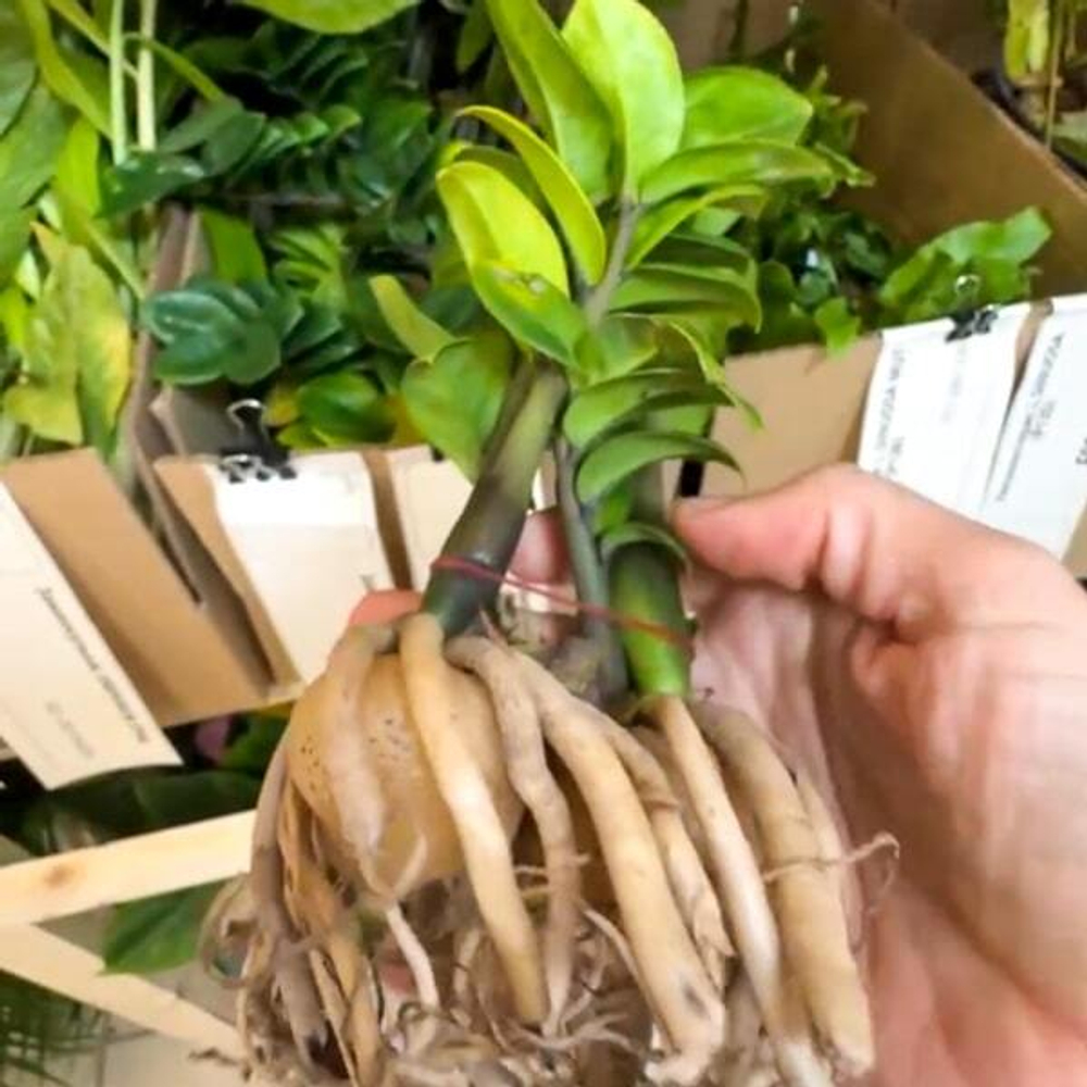 Замиокулькас DWARF