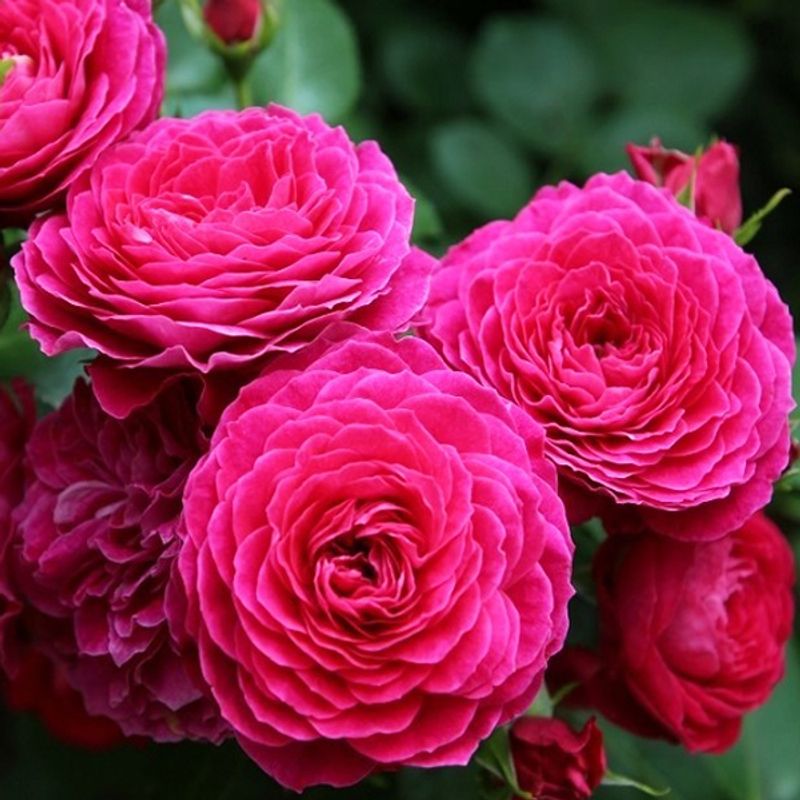 Роза флорибунда Домейн де Ст Жан Борегар "Domaine de St Jean de Beauregard" купить саженцы роз