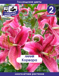 Лилия Луковица, Корвара, 2 шт