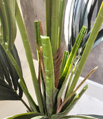 Пальма Кентия (Ховея) де Люкс без кашпо