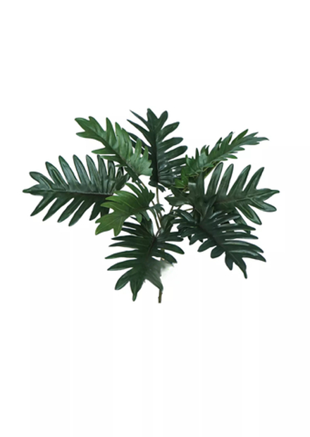 Куст филодендрона Ксанаду