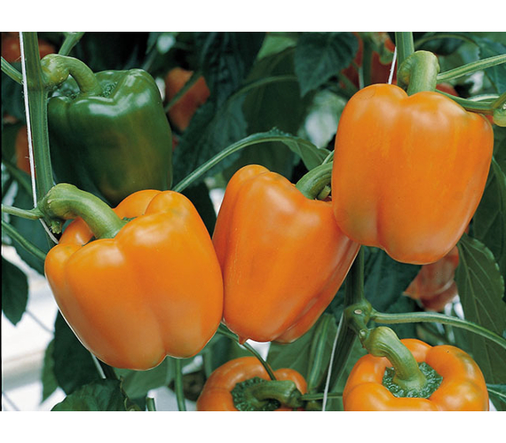 МАГНО F1 семена перца сладкого Enza Zaden купить – фото 2