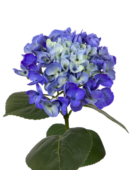 Гортензия крупнолистная на стебле - Синий