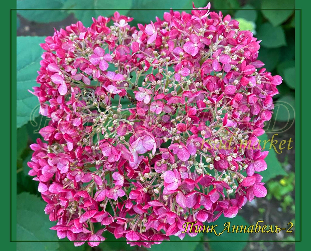 Гортензия метельчатая Пинк Аннабель-2 (Hydrangea arborescens `Pink Annabelle 2')