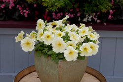 Петуния грандифлора Призм Саншайн (100др) Витагрин Профи