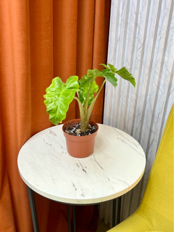 Алоказия Лов Райдер, D12см Н45см, 1шт, Urban Jungle