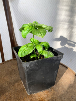 Базилик зелёный в горшке