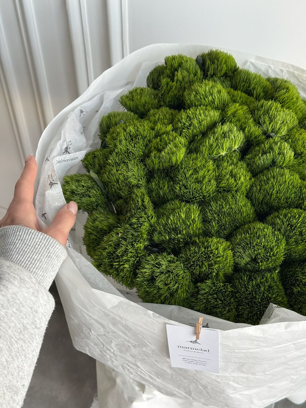 Моно букет из диантусов сорта Грин трик 51 шт