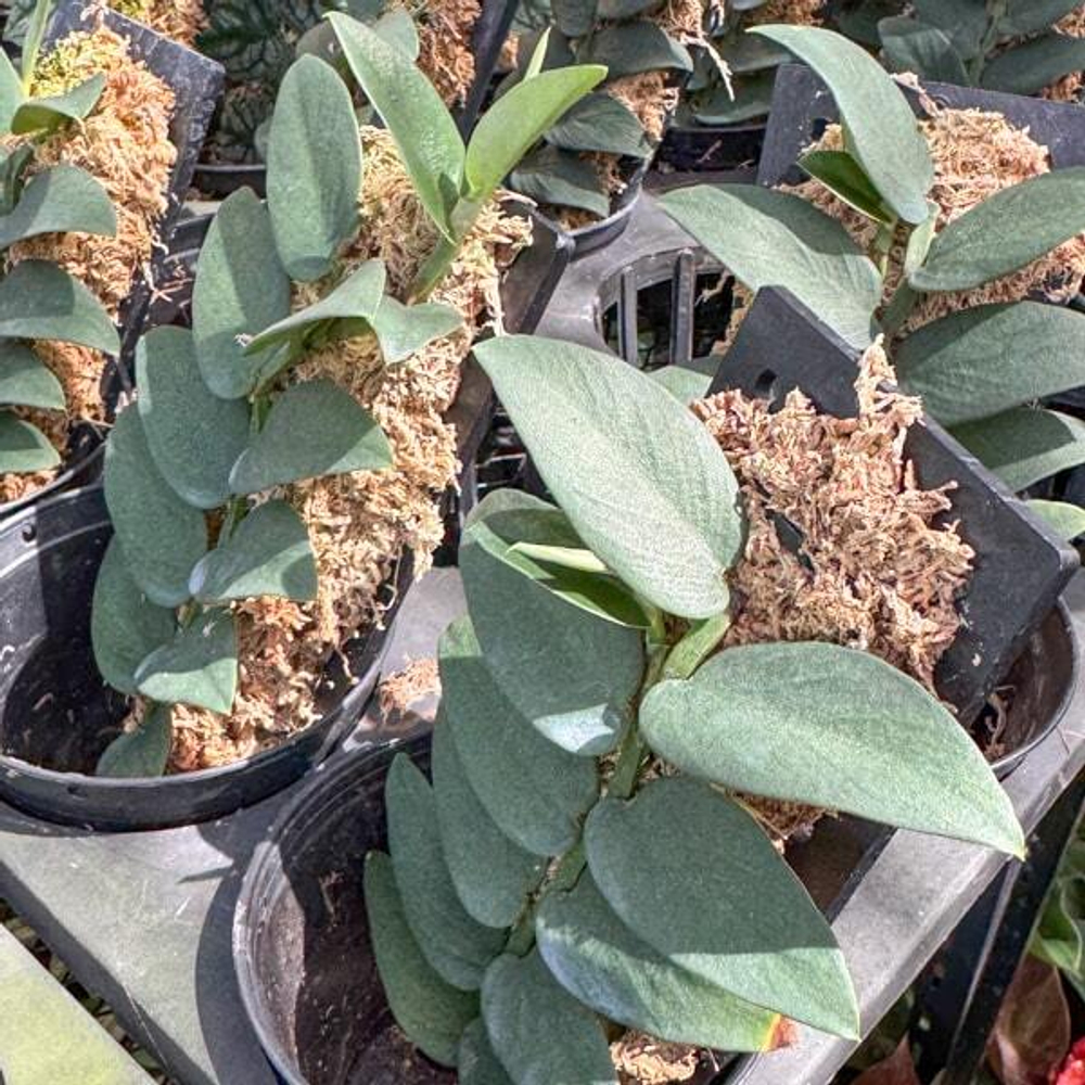 Рафидофора SILVER BLUE