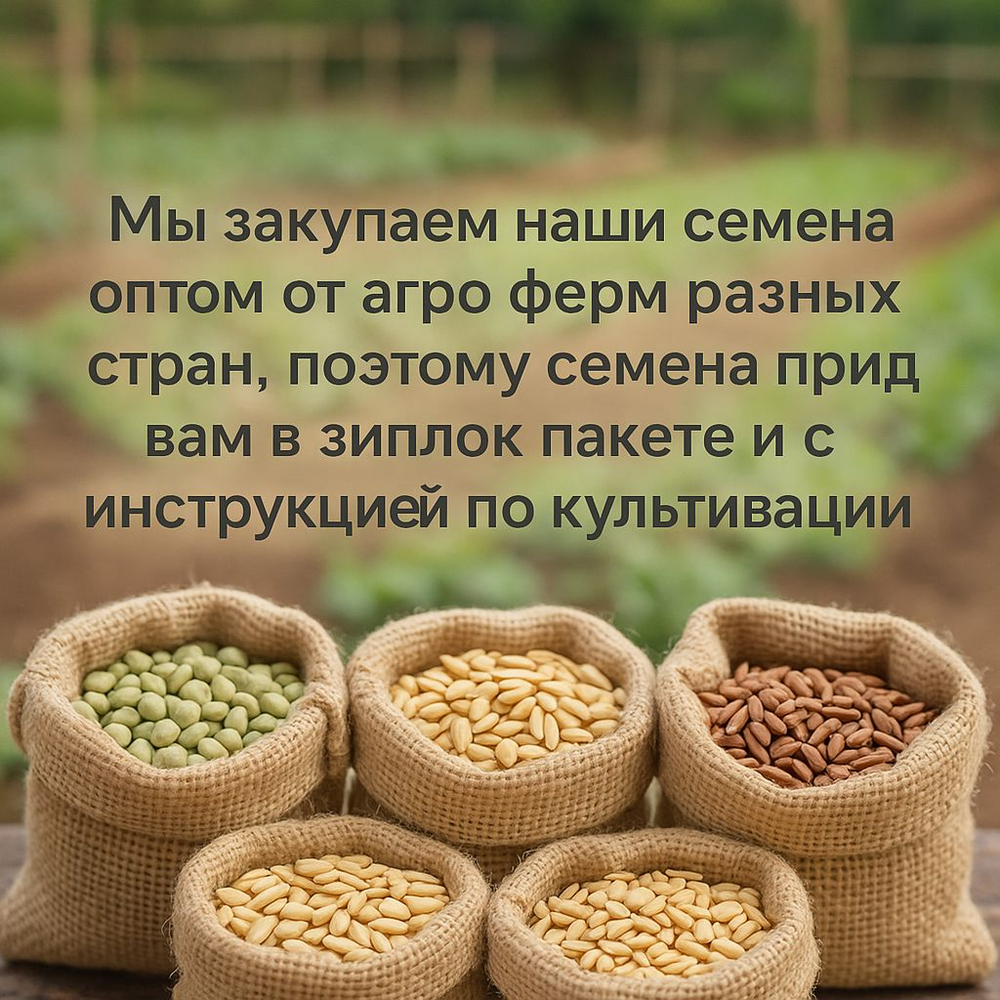 Семена черного томата