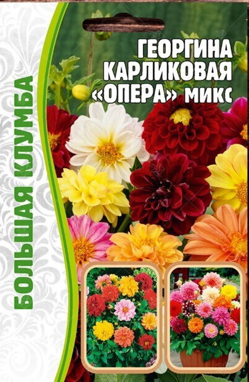 Георгина карликовая Опера микс