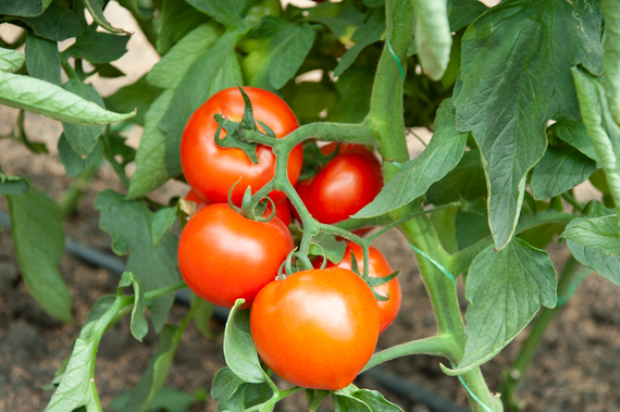 Рахат F1 семена томата среднерослого  (Гавриш) – фото 2