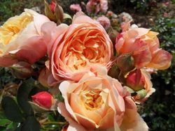 Парфюм Де Орлеан (Parfum D'orleans)