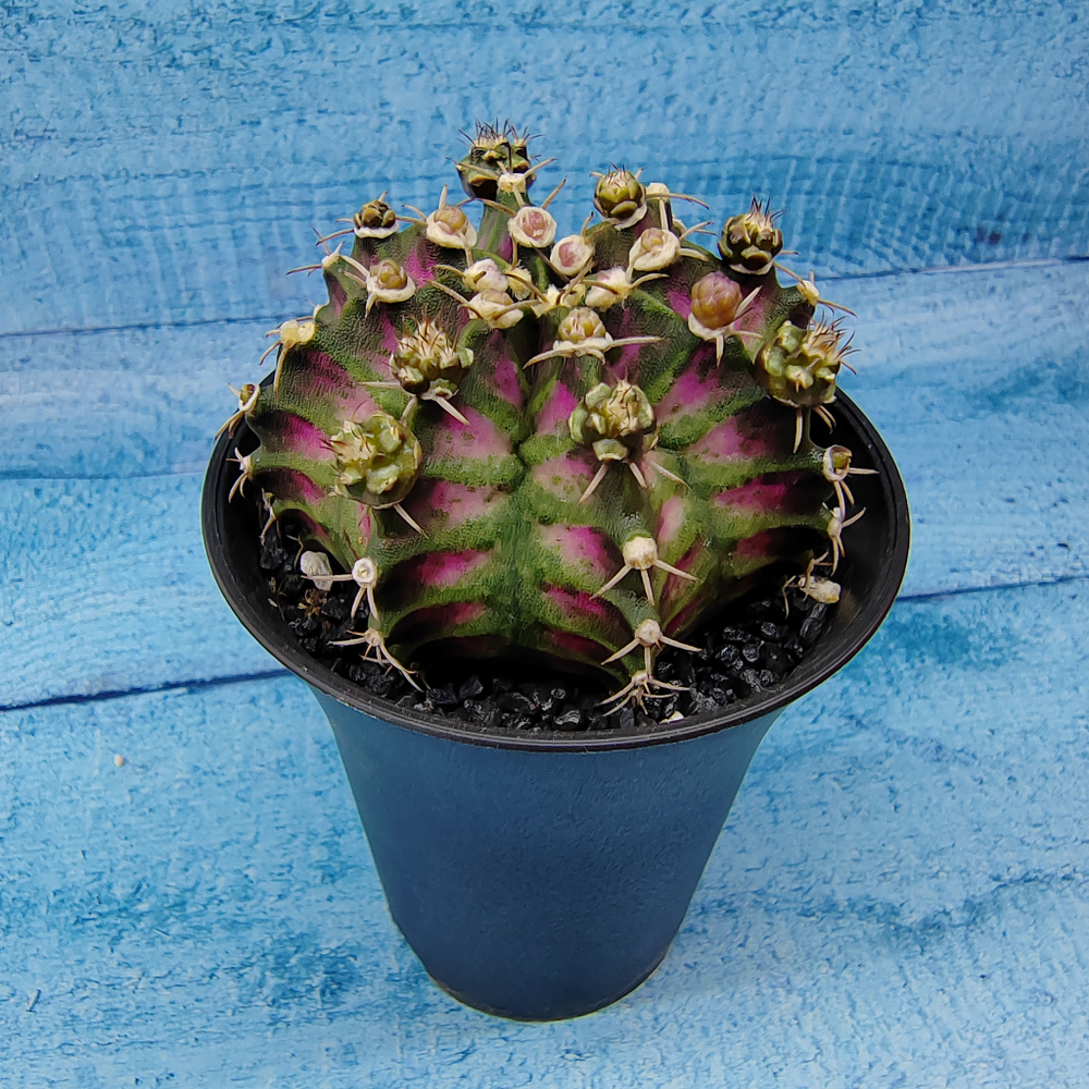 Gymnocalycium T-Rex Pink hybride (Гимнокалициум T-rex)
