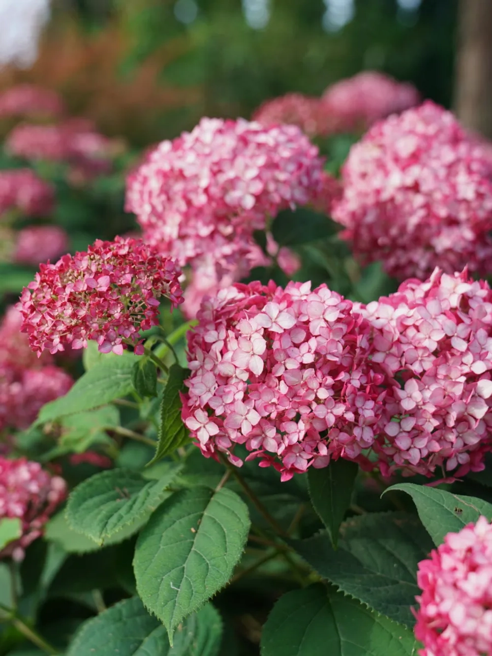 Гортензия древовидная Руби Аннабель С3 фирменный Закупка М38