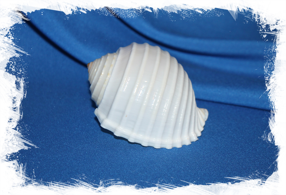 Тонна аллиум, Tonna allium, Ребристая тонна