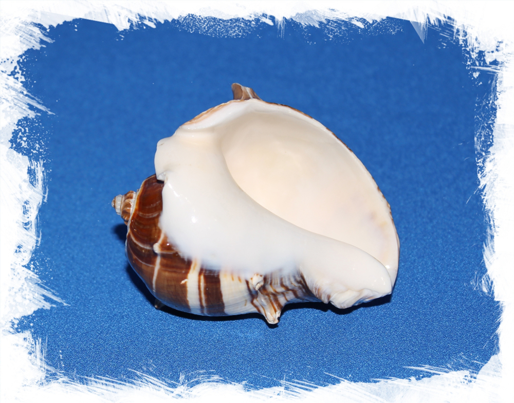 Мелонгена мелонгена, 6-8см, 1шт