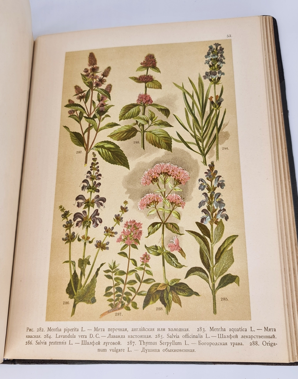 "Ботанический атлас по системе де-Кандоля". К.Гофман. 1899г.