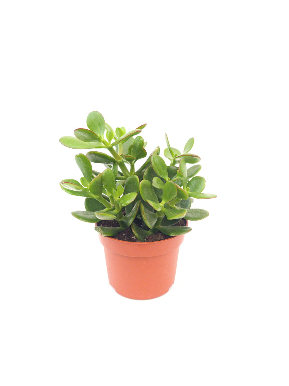 Крассула (Денежное дерево)