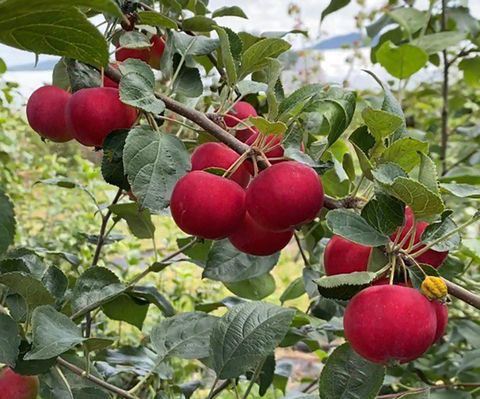 Яблоня полукультурка Красноярский снегирёк