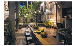 Ultimate Wonder Plants: Your Urban Jungle Interior