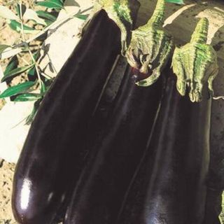 Баклажан Фарама F1 10 (семян)