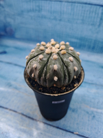 Astrophytum Asterias (Астрофитум)
