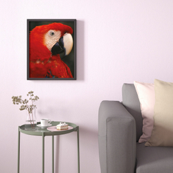 IKEA BILD  (ИКЕА БИЛД)  -  Плакат, Попугай в профиль, 40x50 см