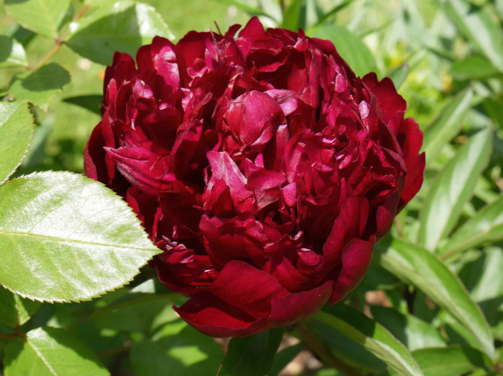 Пион травянистый «Инспектор Лавернь» (Inspecteur Lavergne)