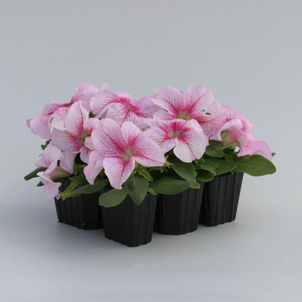 Петуния грандифлора Призм Распберри Сандай (100др) Витагрин Профи