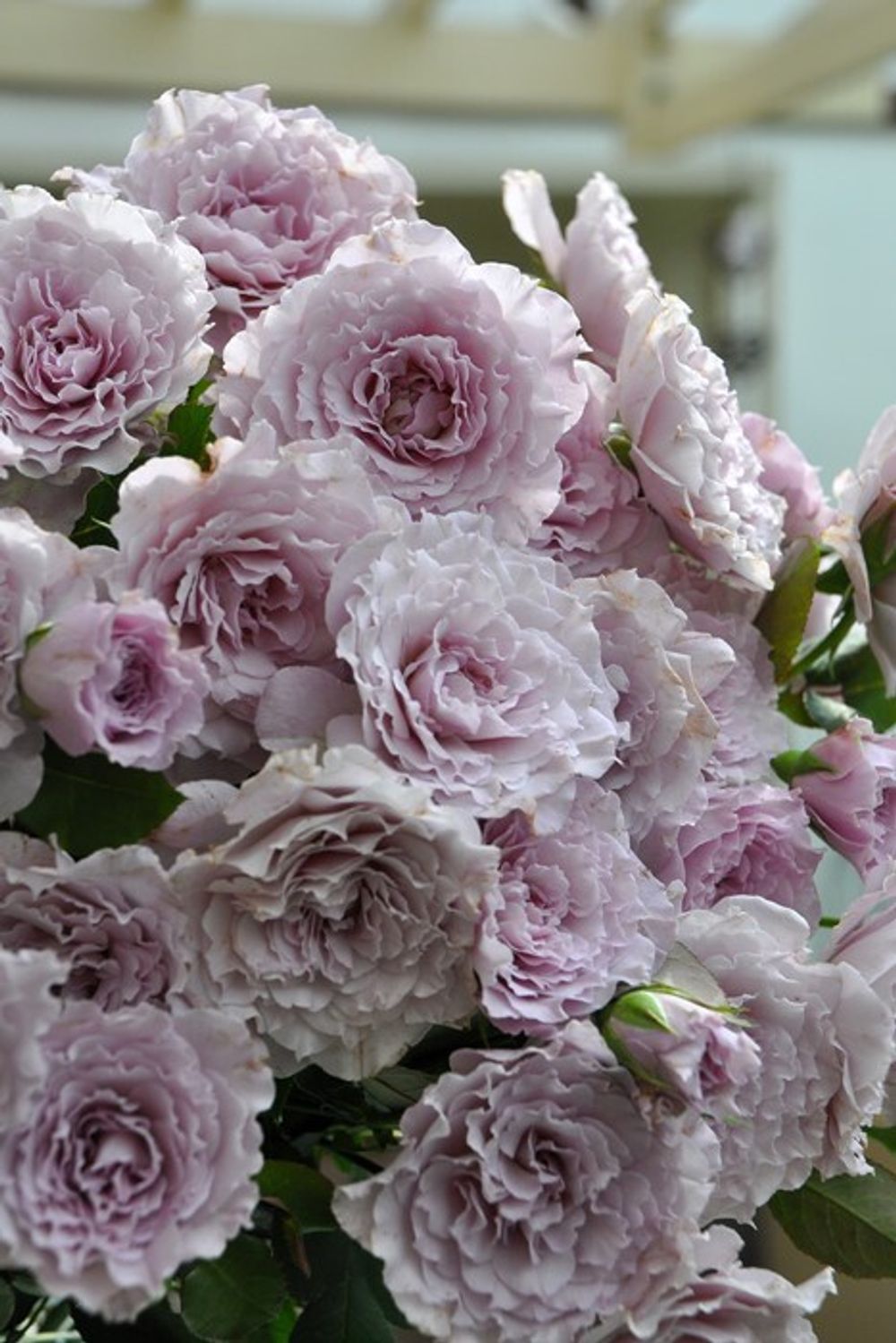 Либеллула (Libellula)