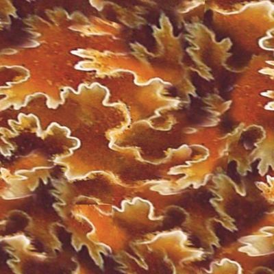 Оранжево коричневые с белым узоры в камне