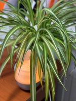 Хлорофитум живой фильтр для вашего дома: красота и польза в одном растении! (свежий срез растения)