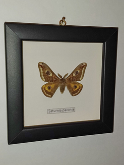 Сатурния Павония в рамке