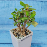 Euphorbia Milii (Эуфорбия)