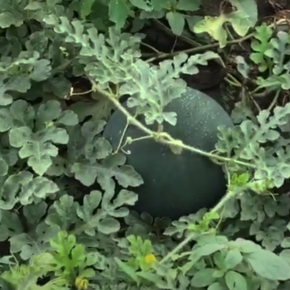 Мулат F1 семена арбуза на поле – фото 5