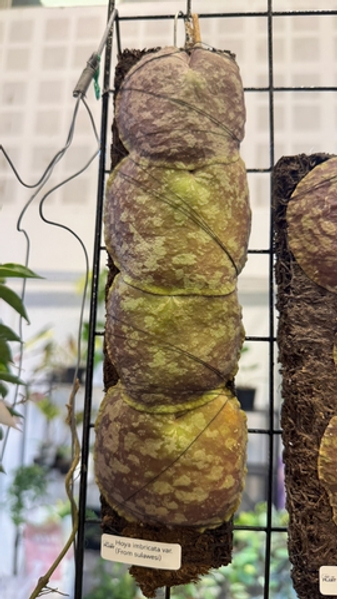 Имбрикаты с Сулавеси (Индонезия) на выставке в Бангкоке