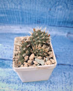 Opuntia Hintonii (Опунция)