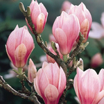 Магнолия Суланжа 