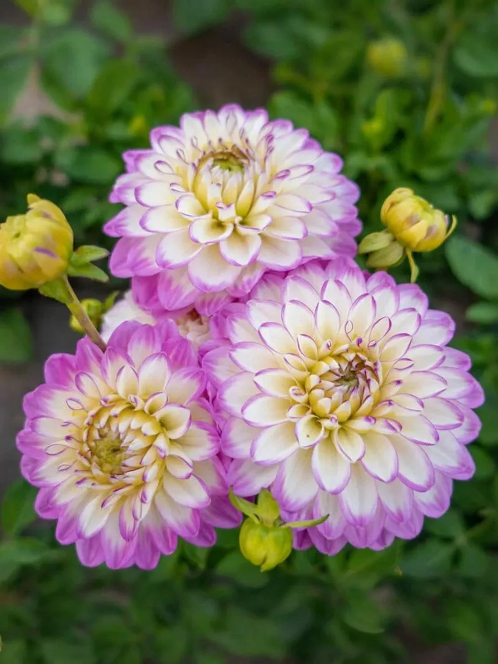 Георгин декоративный Дикси Мелоди