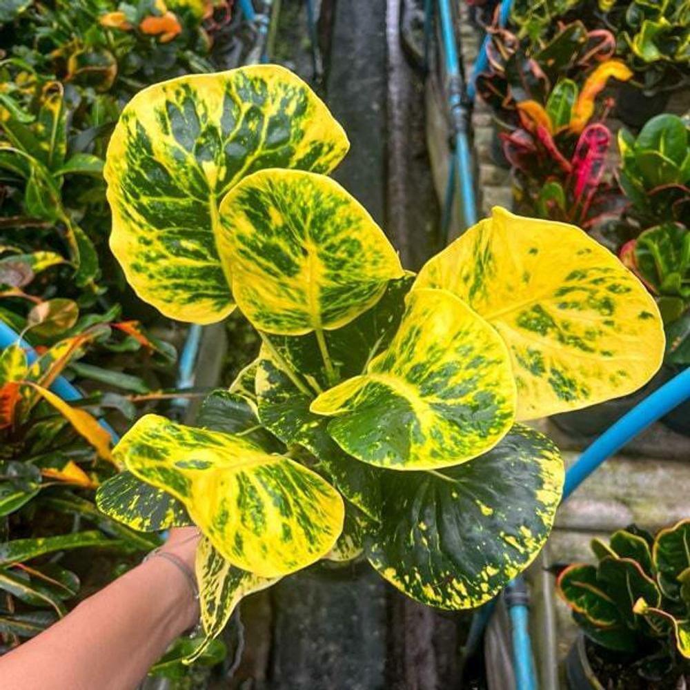 Кротон CHOK SEDTHEE