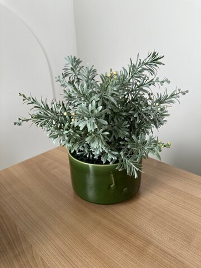 Кроссостефиум Миллер серо-зеленый в зеленом кашпо, в-35 см, д-35 см