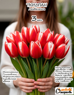 Тюльпан Луковица, Лех Валенса, 3+ шт