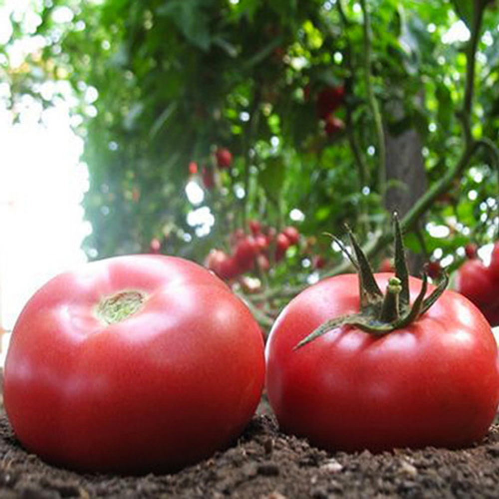 томат Грифон F1