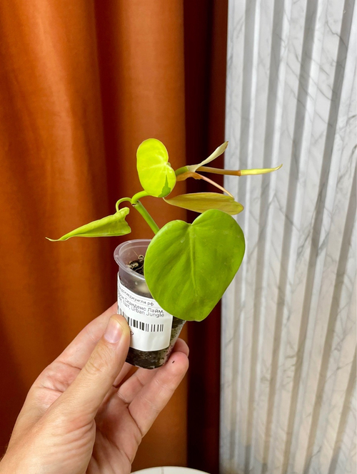 Филодендрон Сканденс Лайм, D5см Н15см, 1шт, Urban Jungle