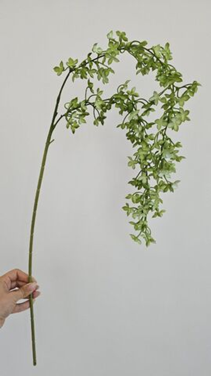 Целогина / Арт 4292