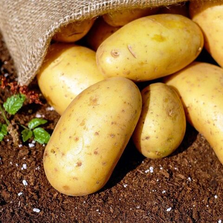 Картофель семенной Метеор