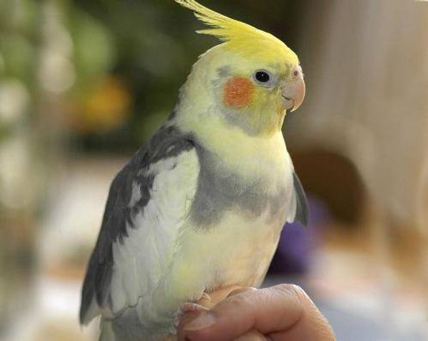 Уход за кореллами