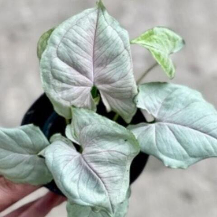 Сингониум GRAY GHOST