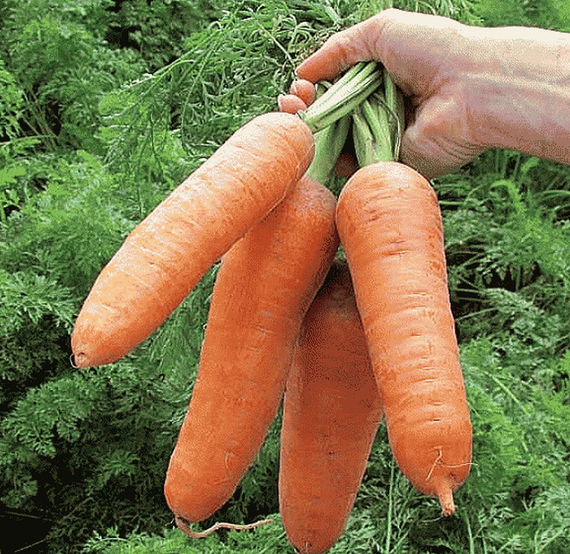 ВАК-75 F1 (VAC-75) семена моркови курода/шантане (Vilmorin / Вильморин) – фото 2